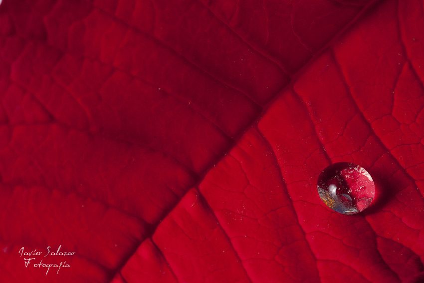 Gota Roja