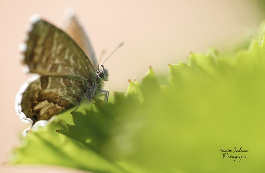 Mariposa