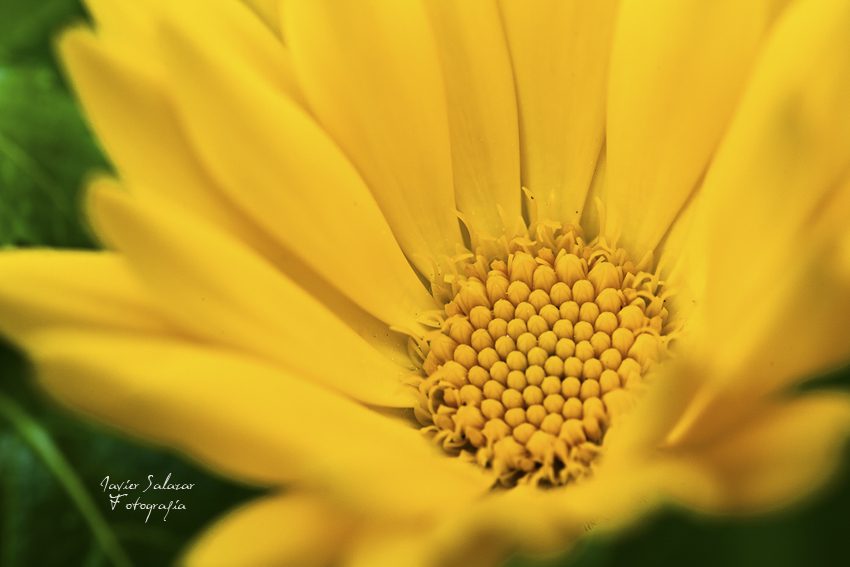 Un pequeño universo amarillo