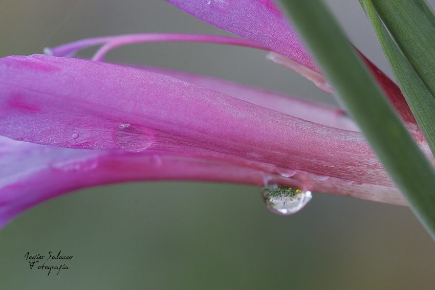 Gota de primavera