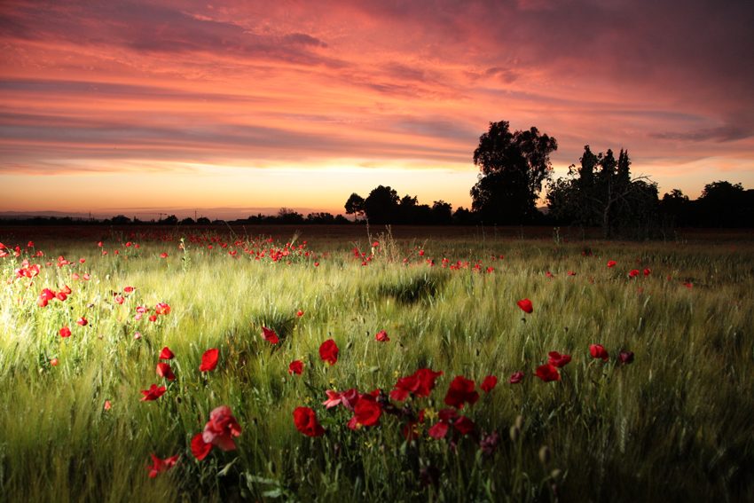 Rojo Atardecer