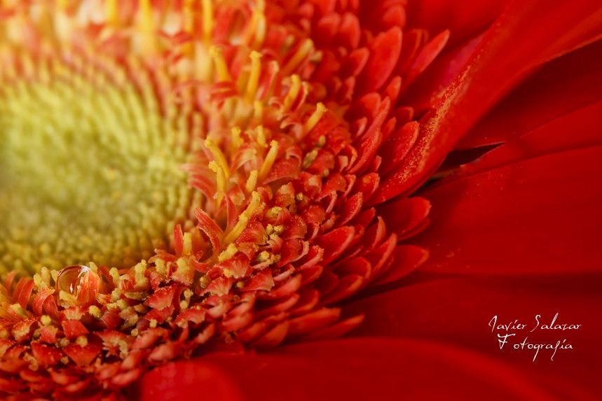 Gerbera