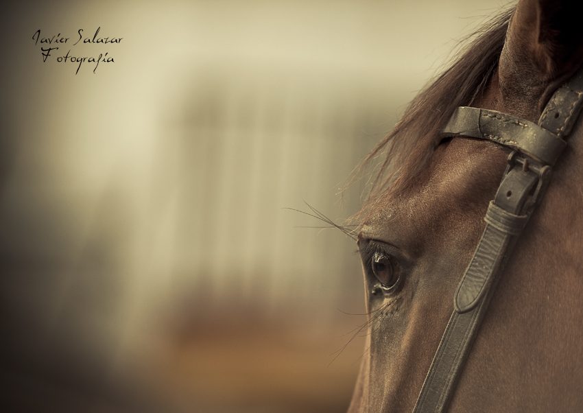 Mirada