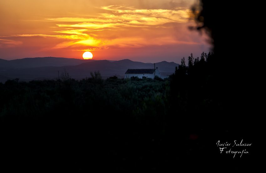 Atardecer entre olivos