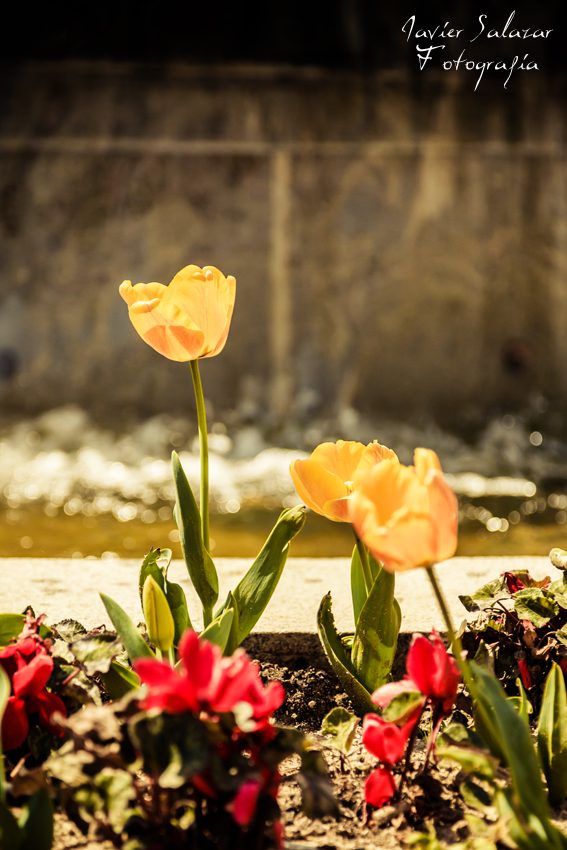 Flores amarillas