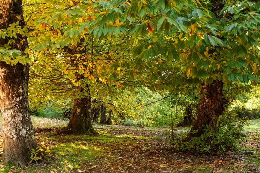 El bosque de otoño