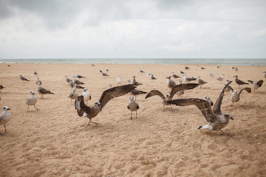 Birds
