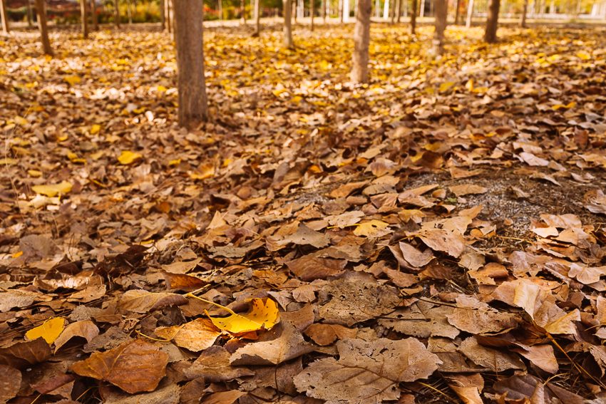 Autumn Time