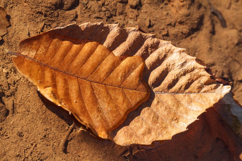 La hoja varada