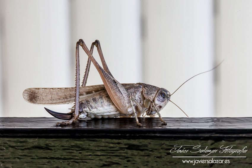 Saltamontes con aguijón